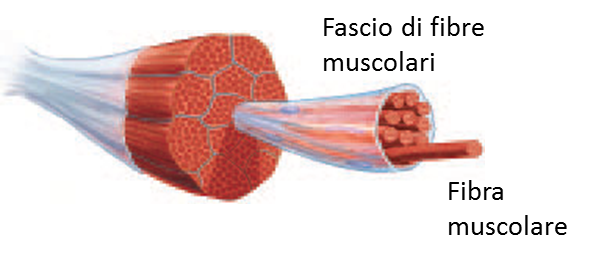 Le fibre muscolari (1)