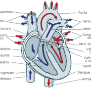 Adattamenti cardiocircolatori all’allenamento